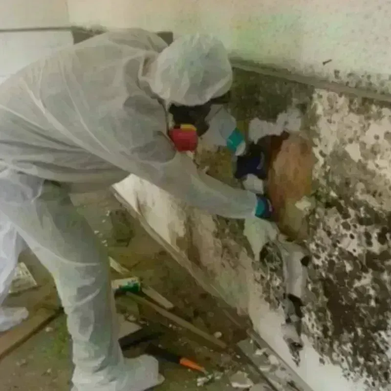 Mold Remediation and Removal in Lexington, MN